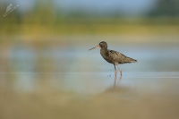 Vodous tmavy - Tringa erythropus - Spotted Redshank 8535